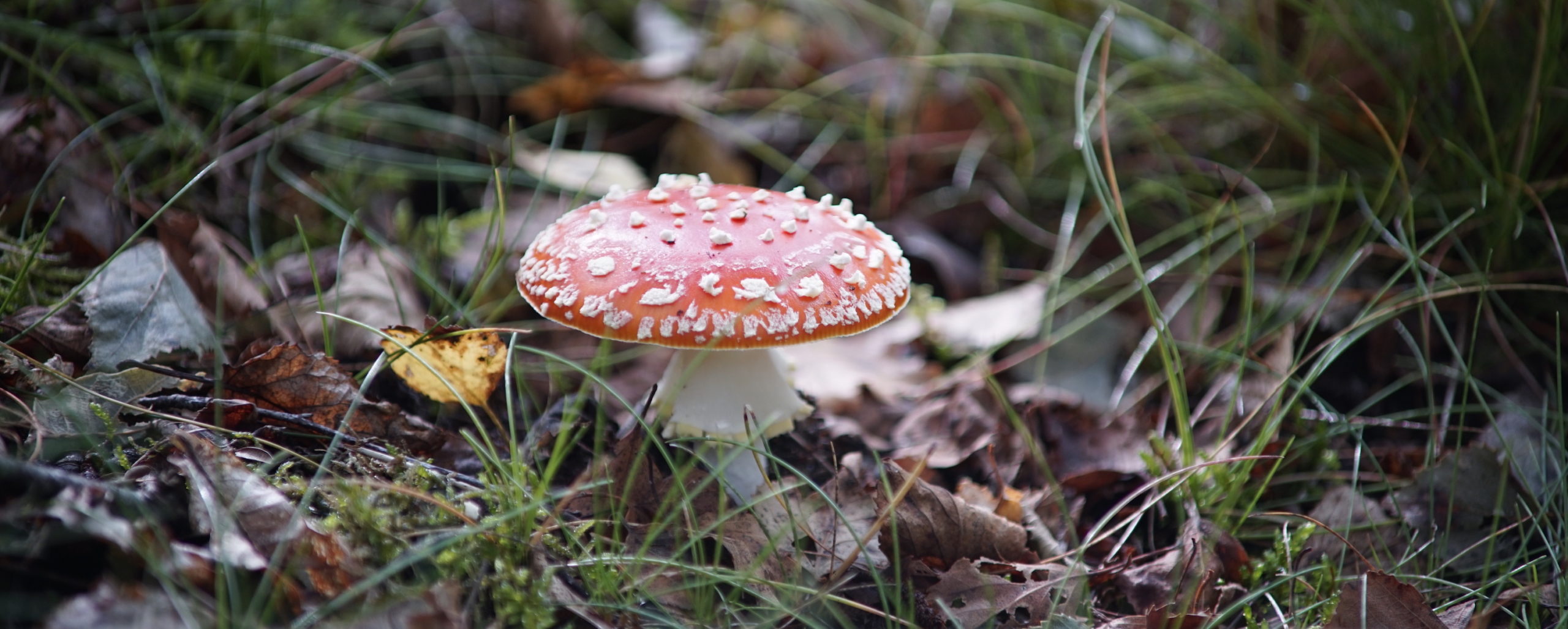 The effect of Dataset Poisoning on Model Accuracy
